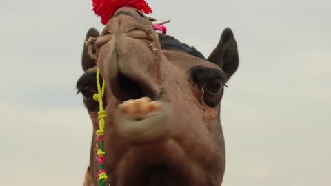 Camels at the Pushkar Fair, also called the Pushkar Camel