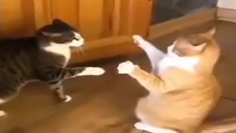 Best Funny Pet Videos Of The Cute Cats And Dogs Reaction _ Pets Comedy