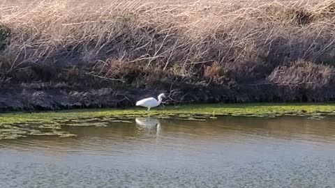 Snowy Egret in SF Bay Salt Pond