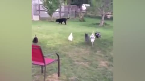 Funny Videos Animals - Funniest Turkey Compilation - | LIFE FUNNY PETS that attacks humans...