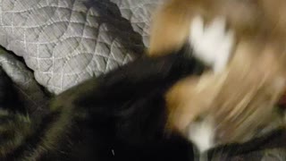 Max and Trouble play-fighting