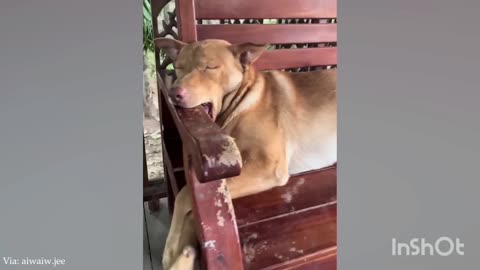 Sleepy dog, funny animals, cute cat's and dogs