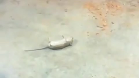 cat and mouse funny video