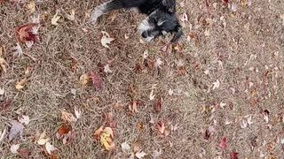 Buster Rolling with Yoshi