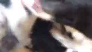 Black and white dog sucks on child's pacifier