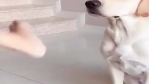 Cute funny dog videos #2