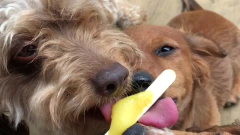 Cute Family of Dogs Share a Icy Treat!