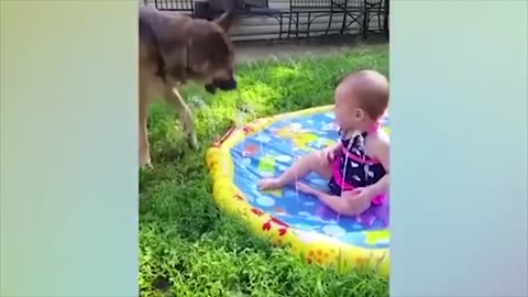 These funny dogs and kids
