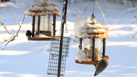 Give It a Break With the Bird Feeders