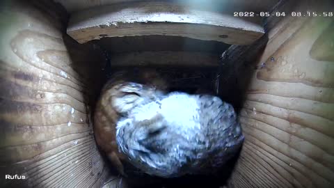 Screech Owls Acting Like Teenagers For 12 Minutes