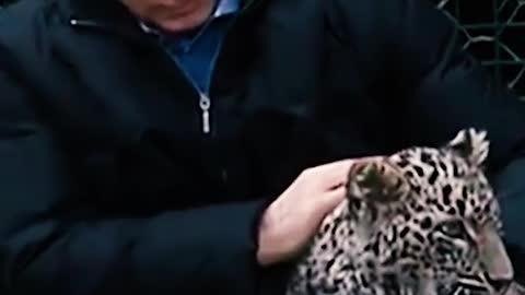 Putin with a heart that loves animals ❤👍❤#xuhuongtiktok #fypシ #viral #foryou #vladimirputin #putin #russia #🇷🇺 #nga #ukraine