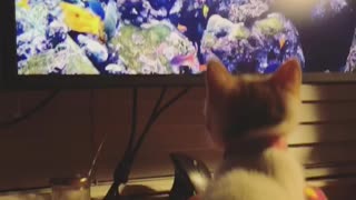 Foster kitten watching the fishies