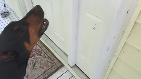 Doberman Does Not Approve With This Spider's Actions