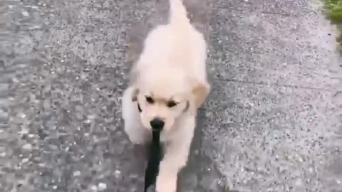 Golden retriever #Funny videos - #retriever puppies#2022