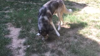 Husky plays with an Egg