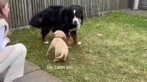 Golden Retriever Puppy Meets Big Dog!