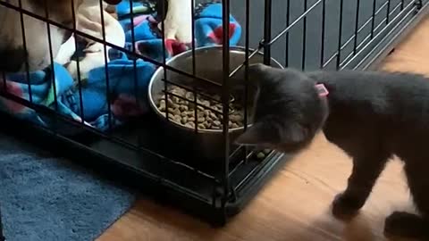 Sneaky Kitten Stealthy Steals Dog's Food