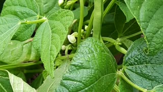 Growing Bush Bean