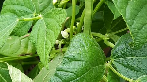 Growing Bush Bean