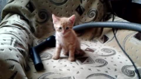 kitten in chair
