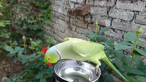 Talking parrot greeting baby Parrot