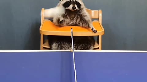 When your judge is a raccoon🦝❤️