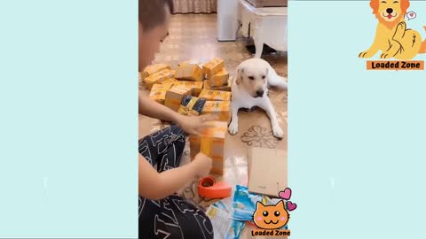 A helper dog on its own initiative takes a seal tape to its master when he needs it
