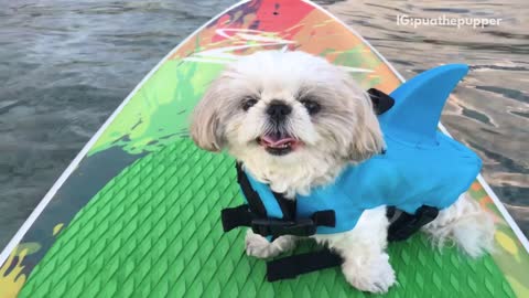 White dog in surfboard sticking tongue out