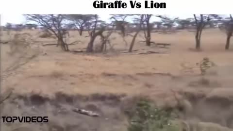 Giraff v/s lion giraffe killed the 🦁