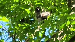 Baby owl (2) in the woods of Rhode Island