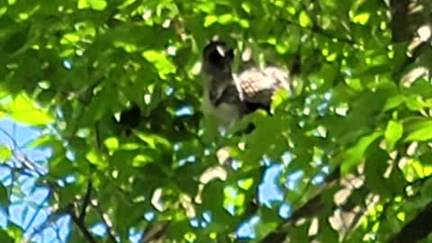 Baby owl (2) in the woods of Rhode Island