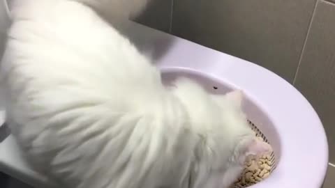 White cat goes to the toilet by it self