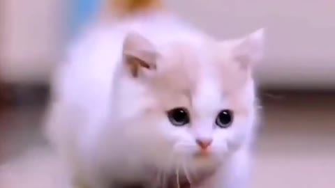 Cute cats and kittens video 😍😻 so cute kitten video😍