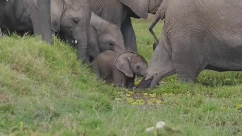 The elephant appreciation