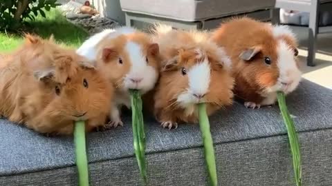 Cute little hamsters speed eating competition 😍