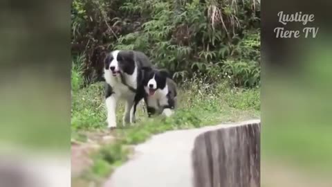 Funny Cats and Dogs Compilation, you won't stop laughing