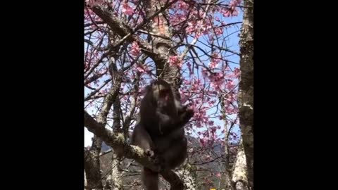 A HUNGRY MONKEY EATING CHERRY FLOWERS