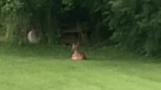 Deer Enjoying A Rainy Afternoon In The Back Yard 7.12.2021