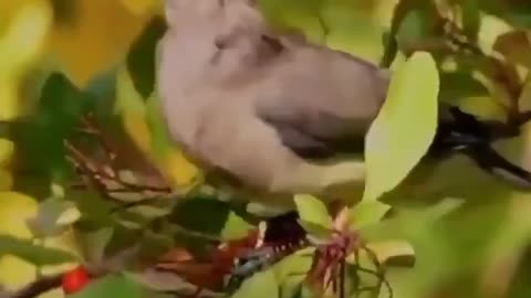 Wild birds steal fruit to eat