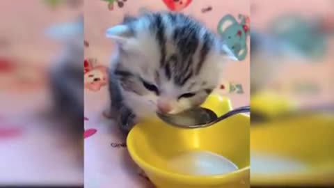 Ultimately baby cats- funny and cute