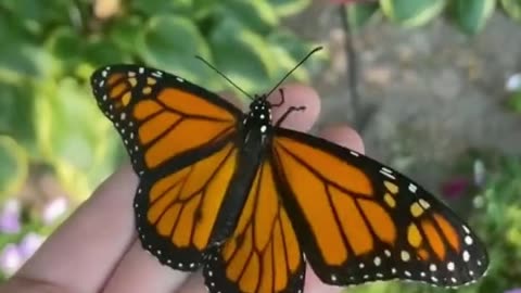 Life cycle of a Monarch