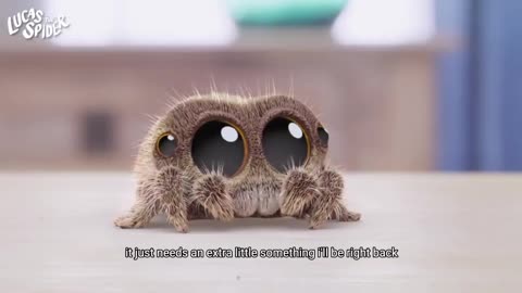 Lucas the Spider6