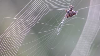 A spider wiewing on the tree