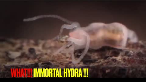 Immortal Hydra Capable Of Cloning Itself Dr Carrie Madej Recent Discovery