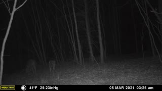 Coyotes in NC