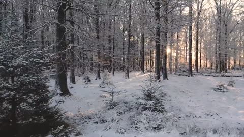 Snow in the forest