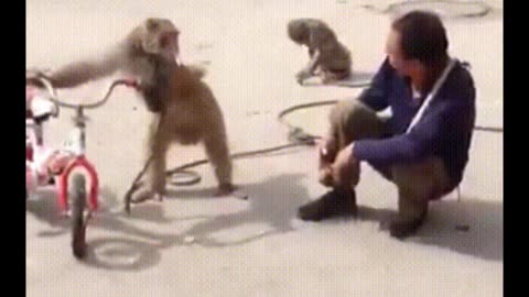 Funniest monkey very funny🤣🙈