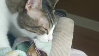 Adult cat reverts back to suckling