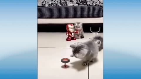 Cute-And-Funny-Cats-Compilation #1 ENJOY