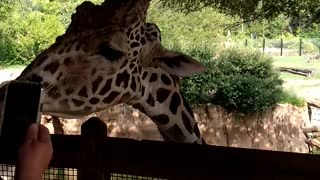 Giraffe at Dallas Zoo